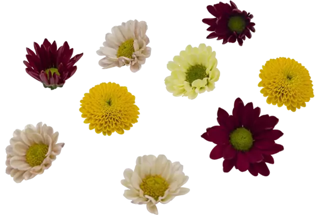 Edible flower Chrysanthemum 10 pcs piece